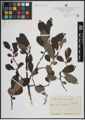 Foto von Salix atrocinerea Brot.
